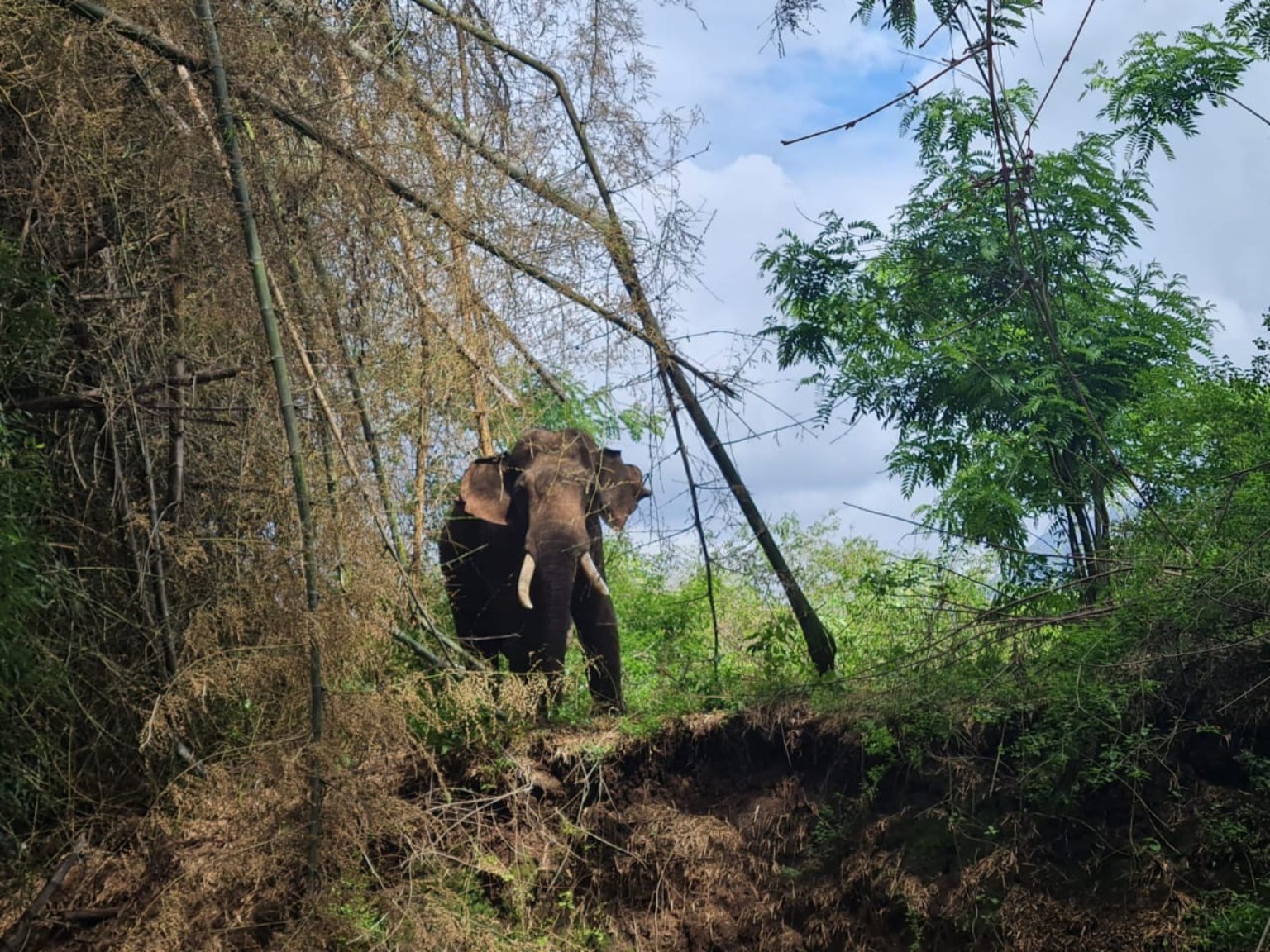 Asian elephant in the Mudumalai forest landscape