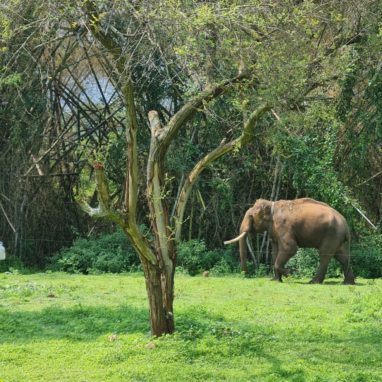 Asian elephant near the green surroundings