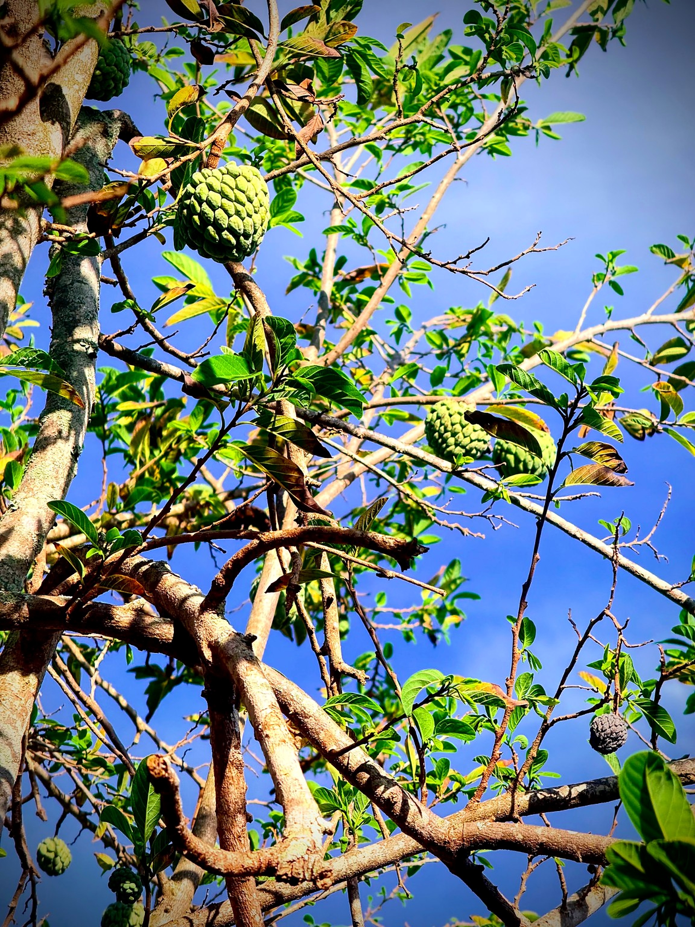 Local fruit and greenery around Runnel View
