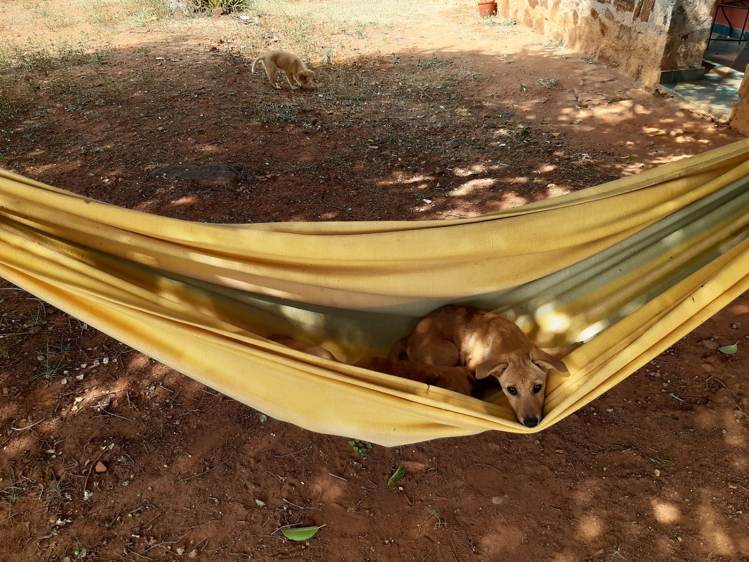 Relaxing hammock in the natural surroundings of Runnel View