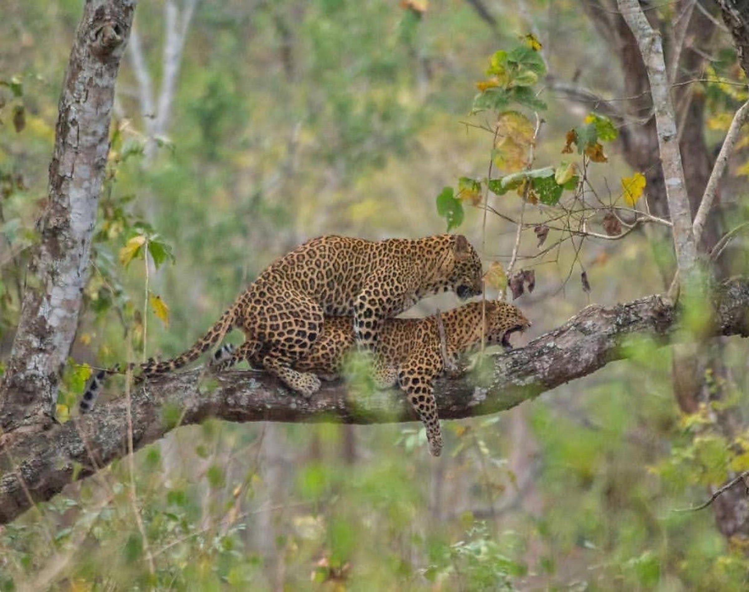 Leopards photographed in the forest landscape